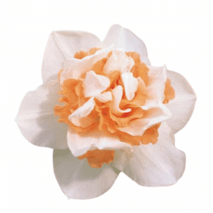 Daffodil Delnashaugh holl