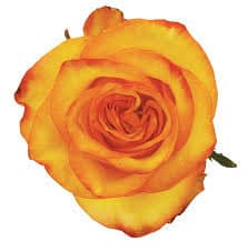 Rose High & Yellow Magic 60cm - R HIG YEL WEL