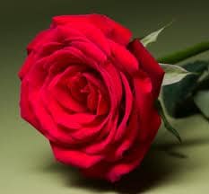 Rose Corazon 50cm rio