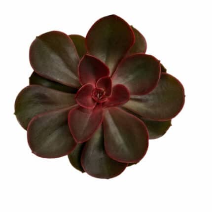 Succulent Red Ruby holl(STEM)