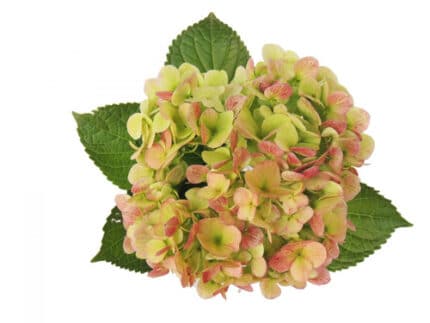 Hydrangea Verena Antique Green