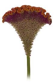 COXCOMB orange s.v.