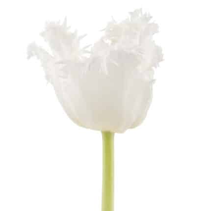 Tulip Frill TinkerBell holl