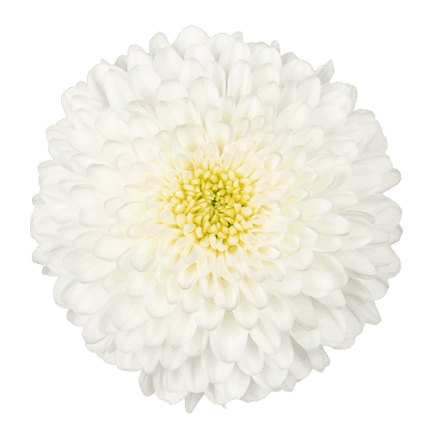 Mum Disbud Ball Superbowl sole