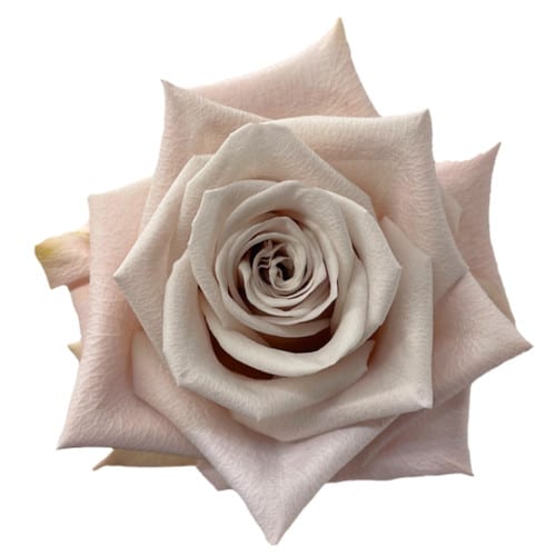 881c9864-60be-439f-8bfc-e3f10865ffae.jpg Rose Menta 50cm rprima - Image 1