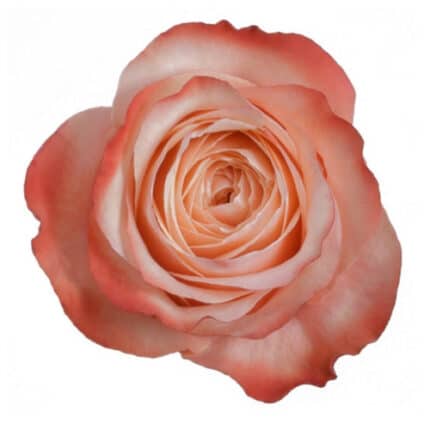 Rose Kahala 70cm sunrite