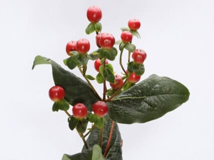Hypercium CocoGrande gall