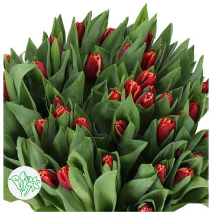 Tulip Yellow Red Parrot holl