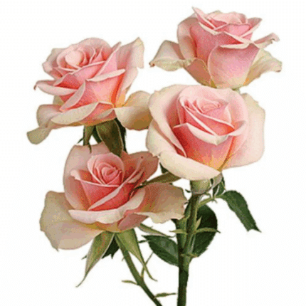 RoseSpray Ilse choice