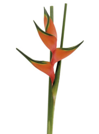 Heliconia Wagneriana Upright n