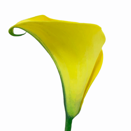 Calla Florex Gold sande