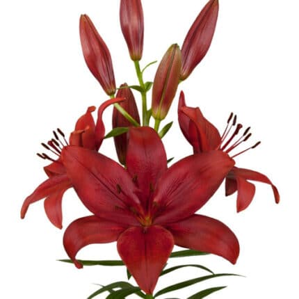 Lily Red can.