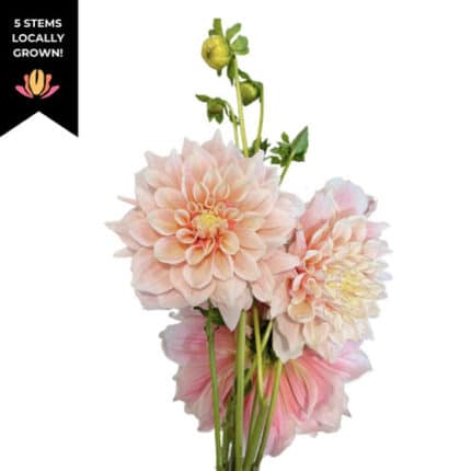 Dahlia Cafe Au Lait cramer(5st)
