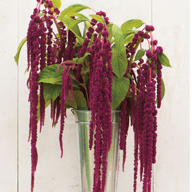 Amaranthus Red Hang paradise