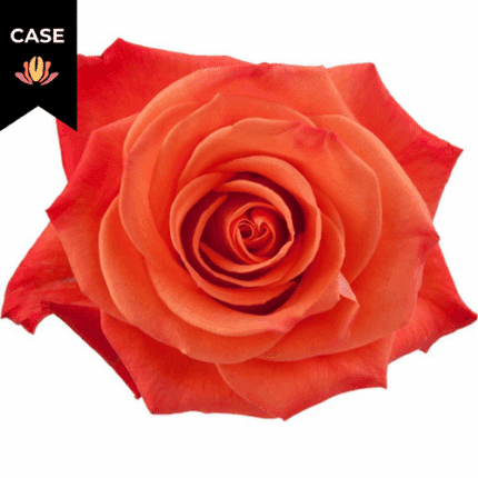Rose Org Crush 50cm (x125 st) rprima