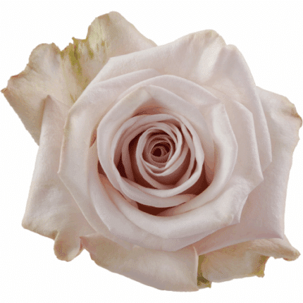 Rose Aly 50cm rprima -