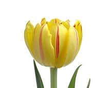 Tulip Yellow Parrot v.d.