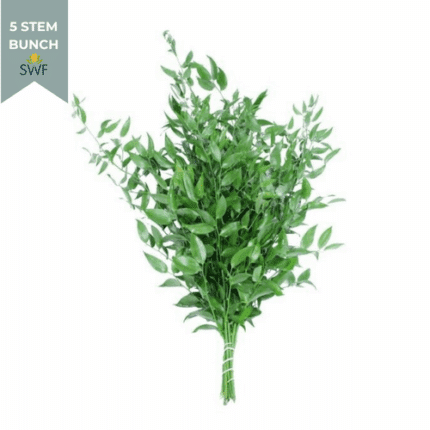 Italian Ruscus Long anton 5ste