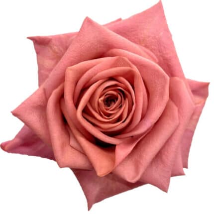 Rose Barista 60cm rfi