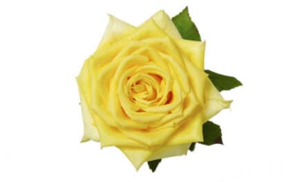 Rose Isabel 40cm priv coll rio