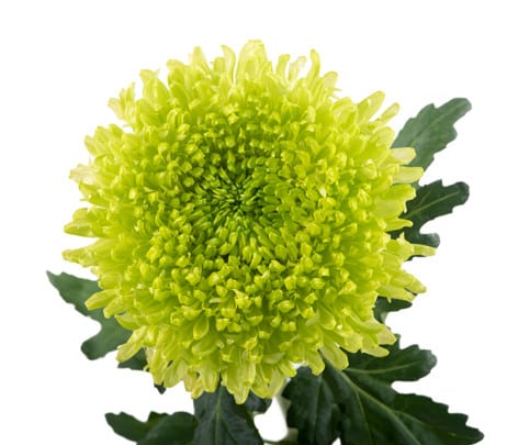 88c7dfa8-9080-43b1-bc1f-f4e6a70a2dff.jpg Mum Cremon Skater florisol - Image 1