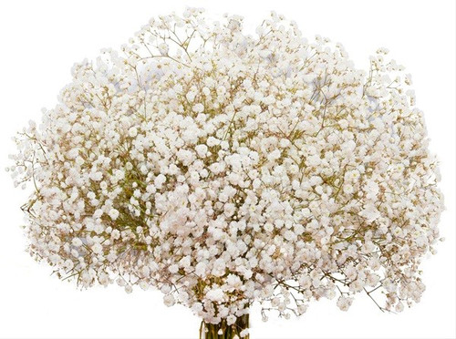88cfec05-15c1-4190-b1b8-da949551279b.jpg Baby'sBreath Snowball fc - Image 1