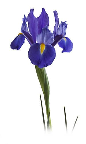 Iris DarkBlue joe&son