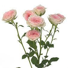 RoseSpray Creamy Twister holl