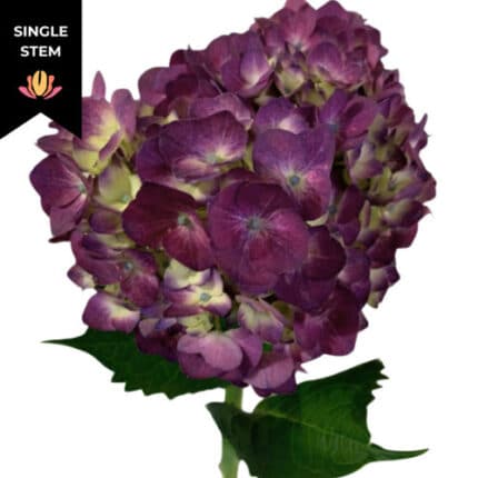 Hydrangea Purple chile (STEM)