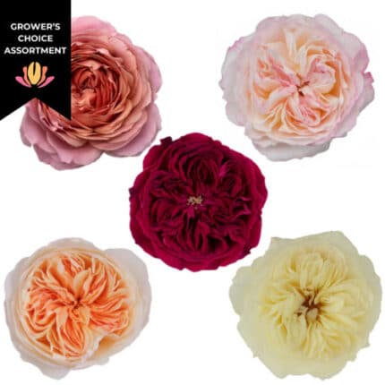 Rose Garden Assorted Case (x48 stems) rprima