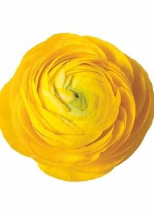 Ranunculus Yellow allure