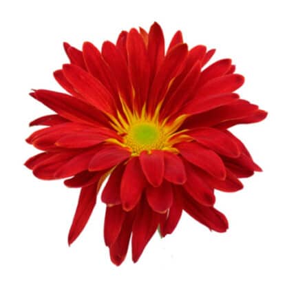 Mum Red Rover fresca