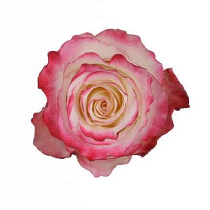 Rose Sweetness 60cm naranjo