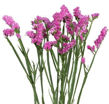 Statice Pink valleflor -
