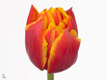 Tulip Dbl CrossFire holl
