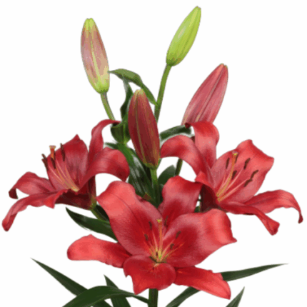 Lily La Brianza holl