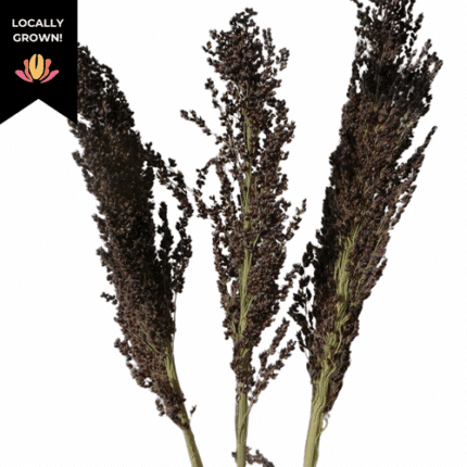 Sorghum Black cramer