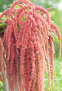 Amaranthus Mocha Coral 80cm al