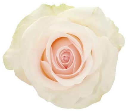 Rose Garden Bridal Akito holex