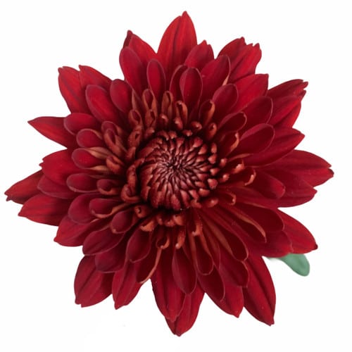 89791831-cffc-4f31-8506-e270e04881bb.jpg Mum Disbud Magnum Red fresca - Image 1