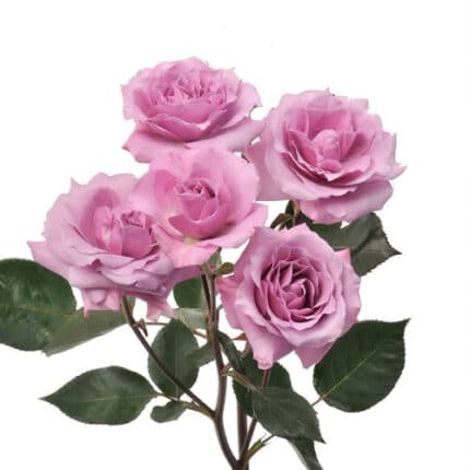 RoseSpray Lucky Lilac cont
