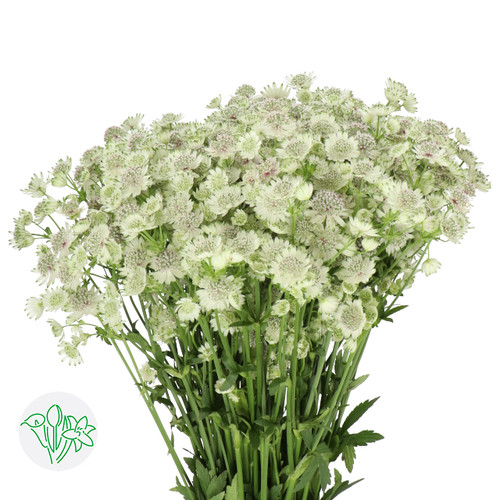 8992540a-e169-4ee6-ac7b-0a29fb15be5d.jpg Astrantia Diamond White holex - Image 1
