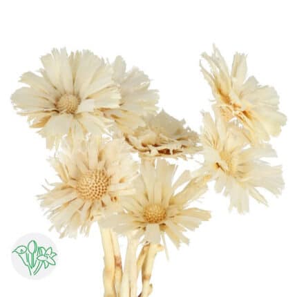 Protea Rosette Repens Bleached