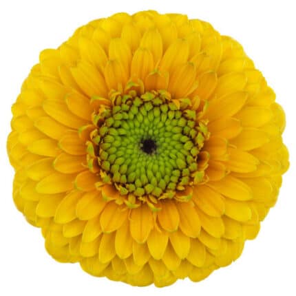 GerberPom Elara can.