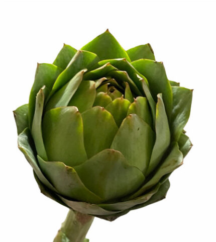 Artichoke Green fisher(STEM)