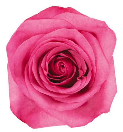 Rose Stiletto 70cm naranjo