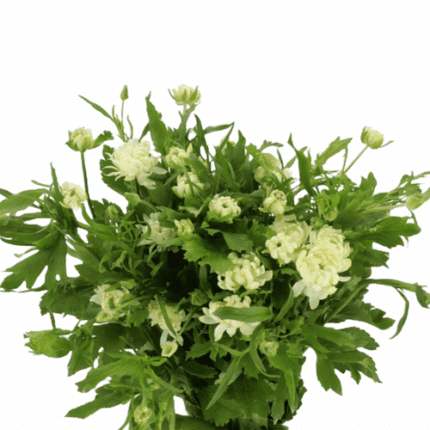 Ranunculus Moderna Galaxy rpri