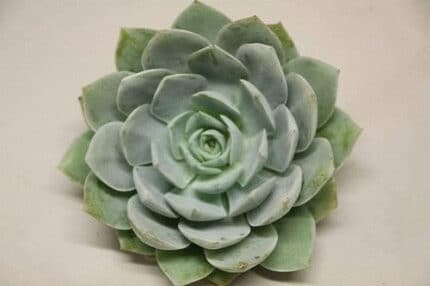 Succelents Blue prince holl(st