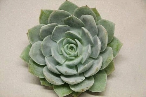 89d3ec82-9692-4546-a22b-0b3d6a8534e2.jpg Succelents Blue prince holl(st - Image 1