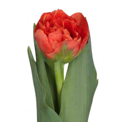 Tulip Dbl dbl Twist holl